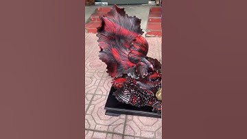 CẶP CÁ XIÊM TÀI LỘC