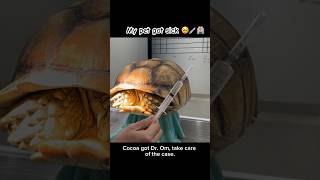 My tortoise get sick.🤒🐢🫣เต่าบกไม่สบาย พาน้องไปหาหมอกันค่ะ #pets #turtle #shots #เต่าซูคาต้า