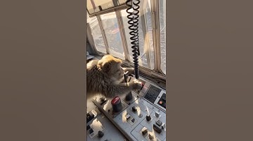 monkey wala train ka video #how to monkey train drive bike wali cat# train wala #cartoon