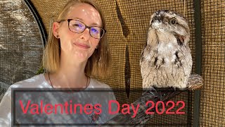 Valentine Tawny Frogmouths