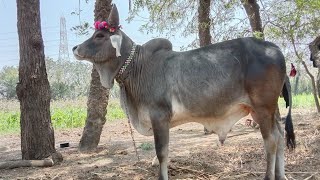 Ram Bhai Gadhavi No Vadhiyaro Vachadoગમ મટ ભડય , કચછ