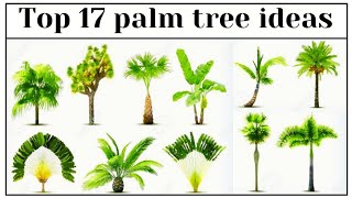 best 17 palm tree ideas for garden | top palm trees | amazing design palm tree ideas | palm trees