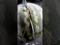 Ultra Realistic Frozen Watermelon ASMR 🍉 | Ruby Gem Crack & Ice Slice | No Talking