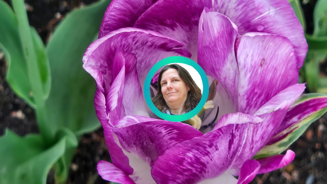 Exploring Windmill Island Tulip Festival in Holland, MI 2025