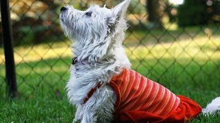 Training Your Stubborn Westie: How to Channel Their Determination into Positive Behavior