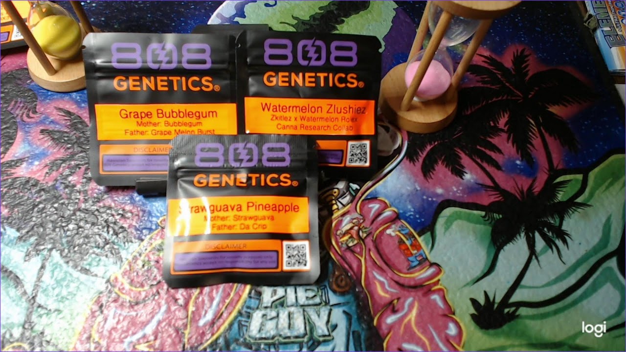 Understanding Cannabis Genetics and Strain Characteristics