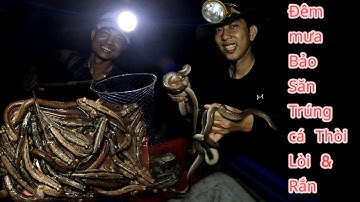 ĐÊM MƯA BẢO SĂN BẮT TRÚNG MÁNH CÁ THÒI LÒI VÀ RẮN NƯỚC BIỂN [Dân Quê Cà Mau##