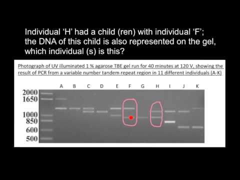 How to understand Gel Electrophoresis results 6