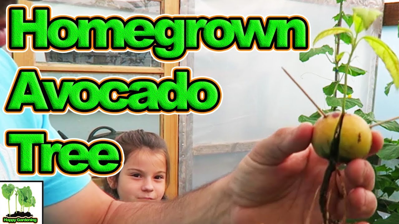 How To Grow Avocado From Seed Youtube