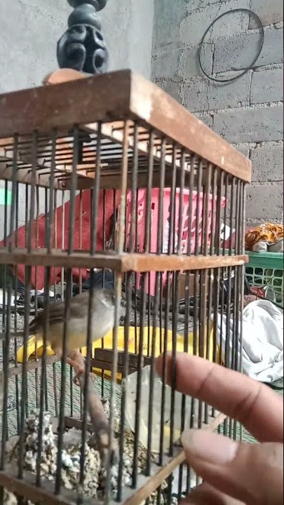 cibu ciblek tebu betina