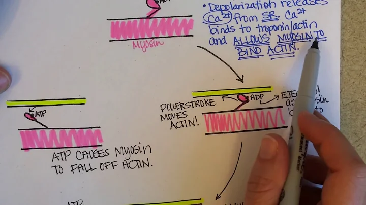 Cross-Bridge Cycle of Muscle Contraction