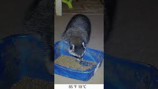 Trail Camera Raccoon and Opossum #18