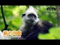 《远方的家》广西崇左白头叶猴国家级自然保护区 石山精灵 白头叶猴 20190123 | CCTV中文国际