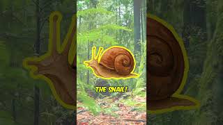 Which Animal Has The Most Teeth?