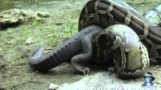 Dangerous Invaders 02, Python eats Alligator Net Worth