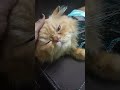 #ytshorts #mycat #cat