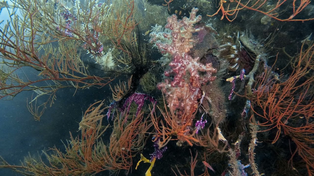 Raja Ampat   Chapter 1