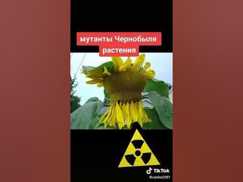 мутанты Чернобыля, растения. - YouTube