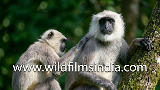 Monkey business: A troop of langurs de-tick each other