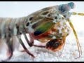 World's Fastest Punch | Slow Motion Mantis Shrimp | Earth Unplugged