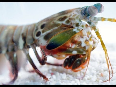 World's Fastest Punch | Slow Motion Mantis Shrimp | Earth Unplugged