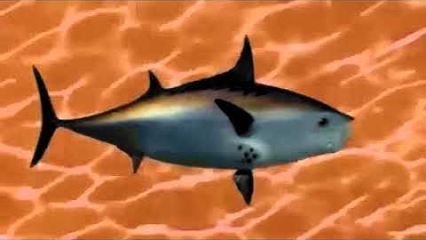 Rj Kumar Version of I KILLED SPONGEBOB THEME