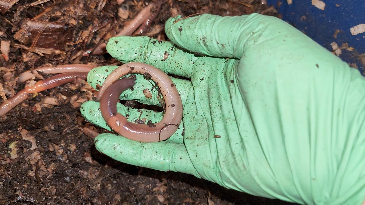 Проверка и подкормка канадских дождевых червей через 24 дня, 25 мая 2025 г. #фермерпоразведениюче...