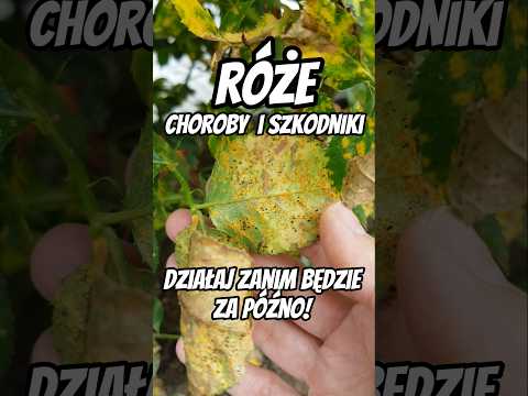 Choroby I Szkodniki Róż Jak Rozpoznać Na Co Choruje Róża Ogród Róże Poradyogrodnicze