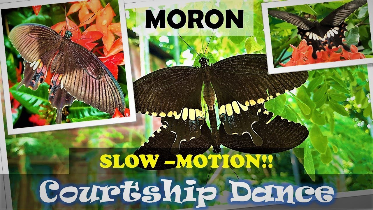 Common Mormon (Papilio polytes) Mating| Courtship Dance| Slow Motion| Butterfly of  India