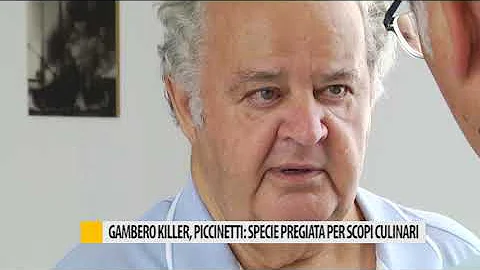 Cosa fa il gambero killer?