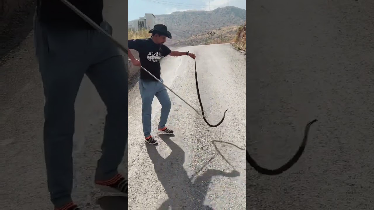 كوبرا عربية سوداء 😱 في قرية الجادية ب الباحة