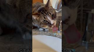 Daily reminder from Tiggy to stay hydrated 💦 #catshorts #catsofyoutube #catvideos #catmemes