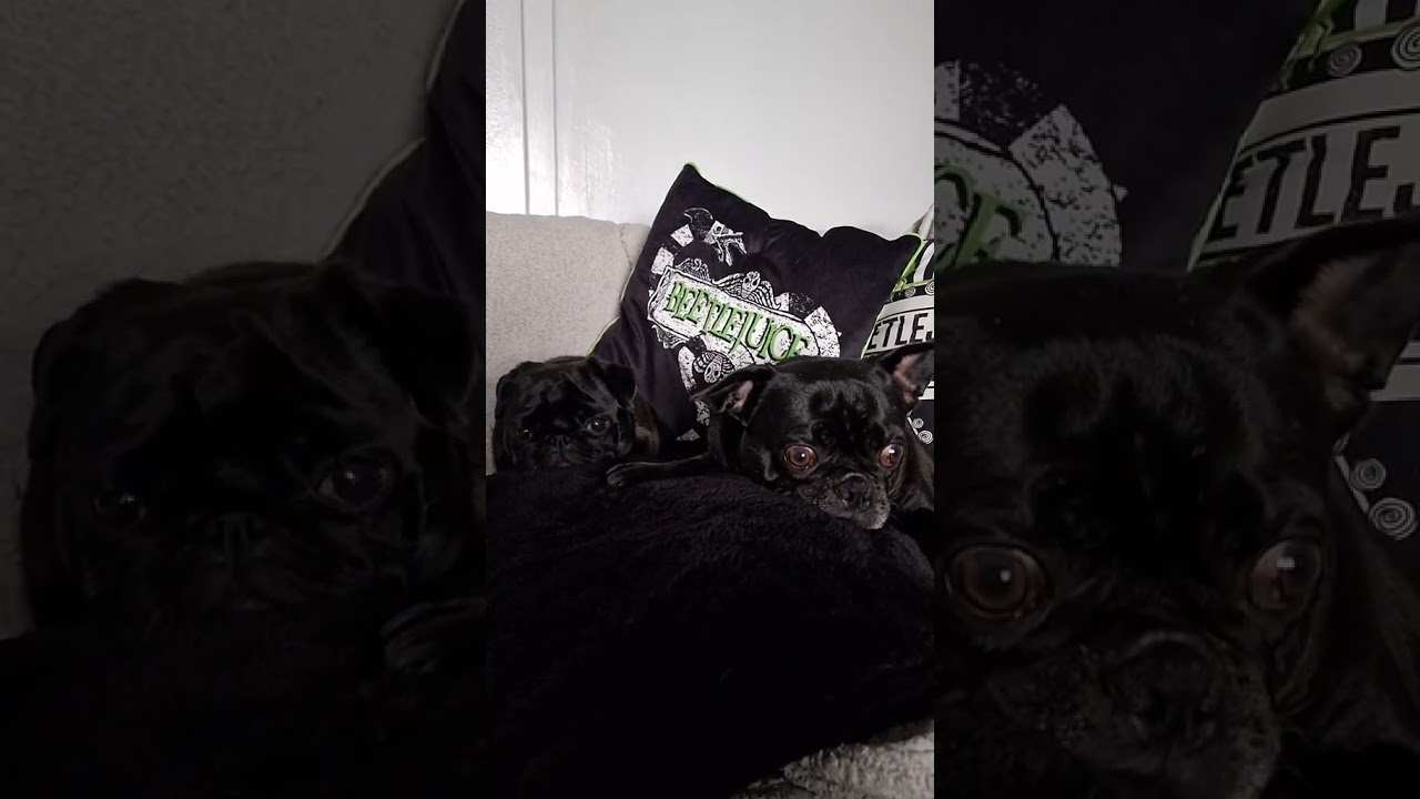 Pug life: Social media stars or couch potatoes?