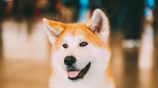 How to Feed an Akita: A Complete Guide to the Akita's Diet