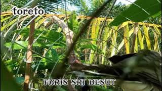 merbuk derak tandang