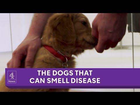 Video: PRIMUL cârnat de câine - antrenat pentru a detecta cancerul tiroidian în probele urinare umane
