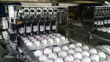 Jak dlouho trvá trvanlivost vajec?