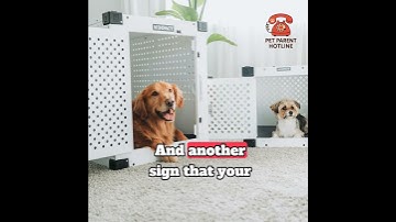 Your Dog’s Crate Is THEIR Safe Space | Crate Training Tips