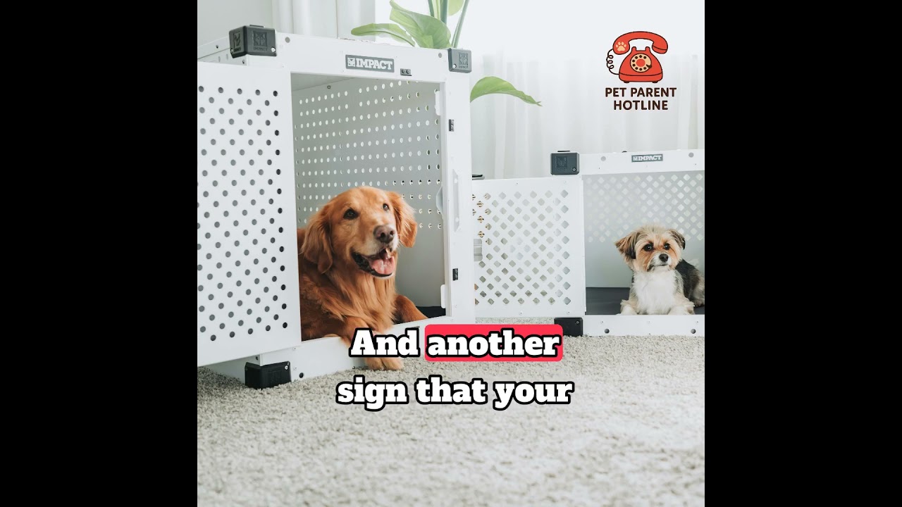 Your Dog’s Crate Is THEIR Safe Space | Crate Training Tips Your Dog’s Crate Is THEIR Safe Space | Crate Training Tips