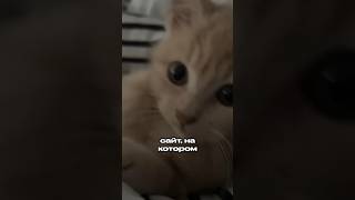 Как я завел своего котика?