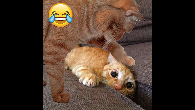 Bepul trans porno videolar