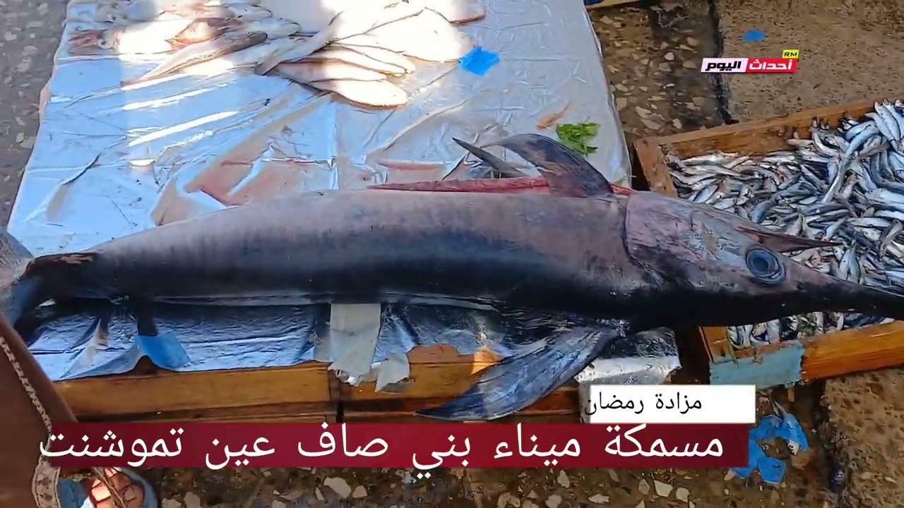 مسمكة ميناء بني صاف ولاية عين تموشنت 05~04~2024