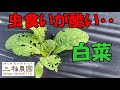 この症状がある方はご注意！白菜を食べている害虫は◯虫です・・。2023.9.27）