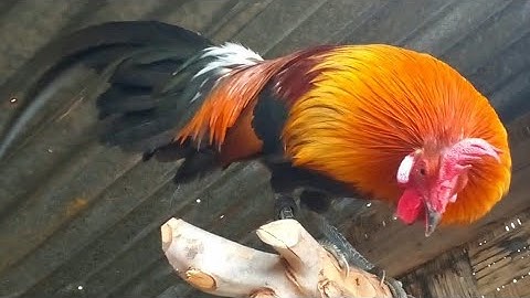 saib qaib dib nyiam noog tau