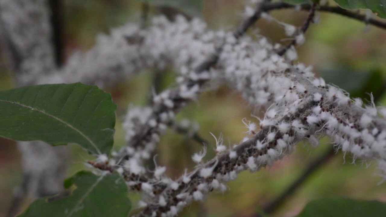 camera iphone 8 plus apk Beech Blight Aphids (Boogie-Woogie Aphid)