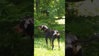 The sounds of a coonhound bark/howl