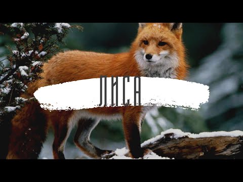 12 интересных фактов о лисах