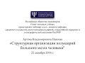 Структурная организация полушарий большого мозга человека