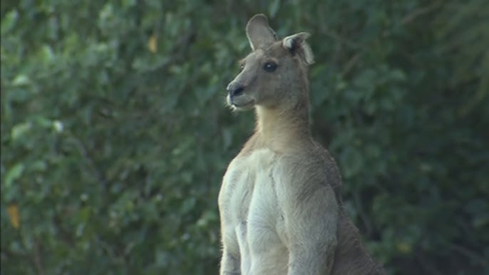 Video: los tiernos primeros saltos de un canguro bebé - LA NACION