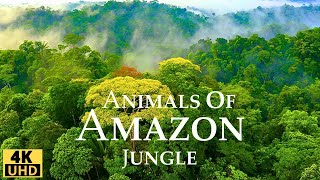 Amazon Jungle 4K/ Wild Animals of Rainforest/ Relaxation Film/ Meditation Music & Nature Sounds